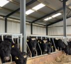 Reminder: Ensuring effective control of lice on cattle