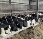 Reminder: 5 main parasites to keep under control in cattle