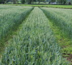 AHDB publishes crop progress report for UK