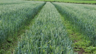 AHDB publishes crop progress report for UK