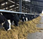 Dry cow management: Ensuring cows calve down at correct BCS