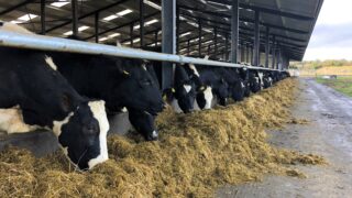 Dry cow management: Ensuring cows calve down at correct BCS