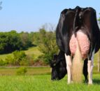 9,000gns achieved at the 38th edition of the Black & White sale