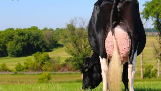 9,000gns achieved at the 38th edition of the Black & White sale