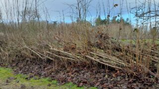 Hedge-laying courses to take place at Greenmount