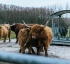 Scottish budget gives ‘some security’ for future of farming – NFUS