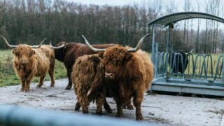 Scottish budget gives ‘some security’ for future of farming – NFUS