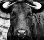 Warwickshire Police authorises 'trained farmer' to shoot bull at large