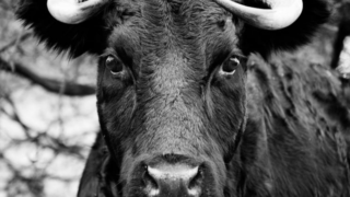 Warwickshire Police authorises ‘trained farmer’ to shoot bull at large