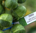 Brussel sprouts hit a growth spurt this Christmas - Tesco