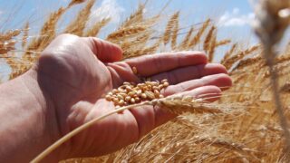New measures to improve female representation in wheat research