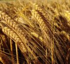 AHDB: Larger barley crop expected in UK