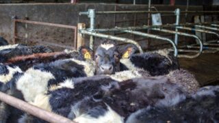 Has heifer mastitis been an issue on your farm?
