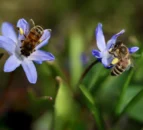 85% of English rivers contaminated with bee-killing pesticides