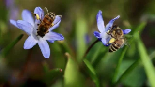 85% of English rivers contaminated with bee-killing pesticides