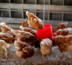 Bird flu: NI chief vet reiterates importance of biosecurity