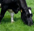UFU: NI farmers want ‘more intensive measures’ to combat TB