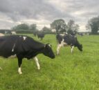 Dairy advice: Developing a herd health plan for 2025