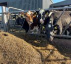 Familiarising heifers with milking facilities this winter