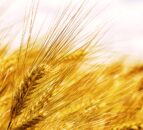 Projected supply and demand estimates for 2024/2025 UK cereals