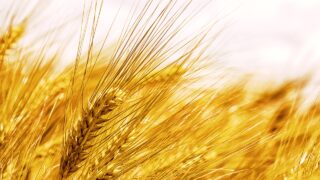 Projected supply and demand estimates for 2024/2025 UK cereals