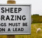 New bill to tackle livestock worrying set to become law