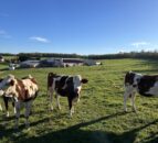 Dairy Focus: High protein % for cheese production on French farm
