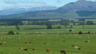 NZ beef and lamb farm group says climate policies ‘out of step’