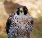PSNI confirm bird of prey was poisoned in Co. Armagh