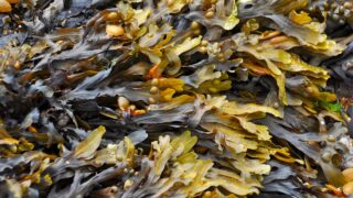 Seaweed supplements proven to cut methane emissions in cattle by 38%