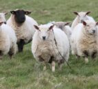 UFU condemns illegal NI livestock imports due to bluetongue risk