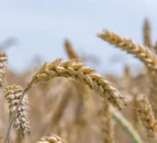 AHDB publishes early UK balance sheet for wheat