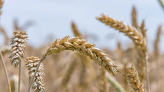AHDB publishes early UK balance sheet for wheat