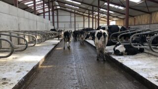 Dairy advice: Reducing mastitis risk during the dry period