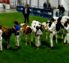 Elite breeders out in force at the 38th Royal Ulster Winter Fair