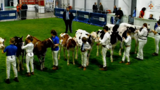 Elite breeders out in force at the 38th Royal Ulster Winter Fair