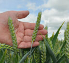 Defra publishes 2024 UK grain and OSR production figures