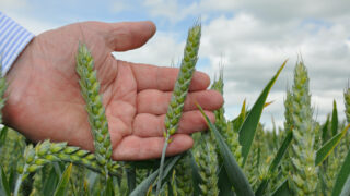 Defra publishes 2024 UK grain and OSR production figures