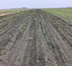Dangerous driving by hare and deer coursers cause crop damage