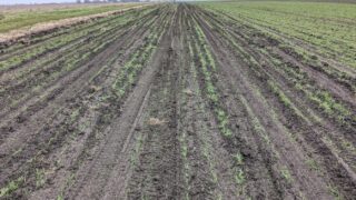 Dangerous driving by hare and deer coursers cause crop damage