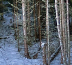 4 lynx illegally released into Scottish Highlands - RZSS