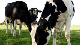 ‘International grain markets will turn in favour of growers’ – UFU