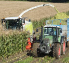 UK forage maize area increased significantly in 2024