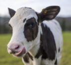 Introducing Hilda: Could this IVF calf transform the UK dairy industry?