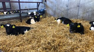 Spring calving: Setting the season up for success