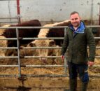 Preparing for the 2025 show season at Kinnego Herefords