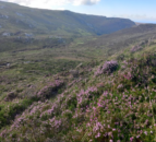 Applications open for funded research on uplands in NI