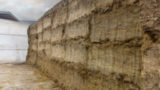 Dairy advice: Taking stock of your winter feed