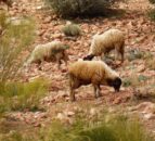 Study: Sheep involved in human livelihoods for 11,000 years