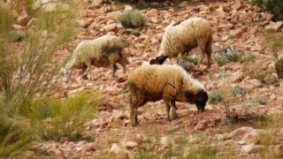 Study: Sheep involved in human livelihoods for 11,000 years